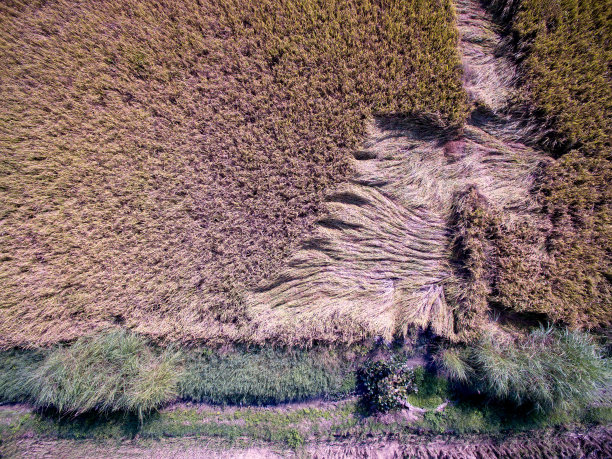 泰国清迈的梯田图片下载