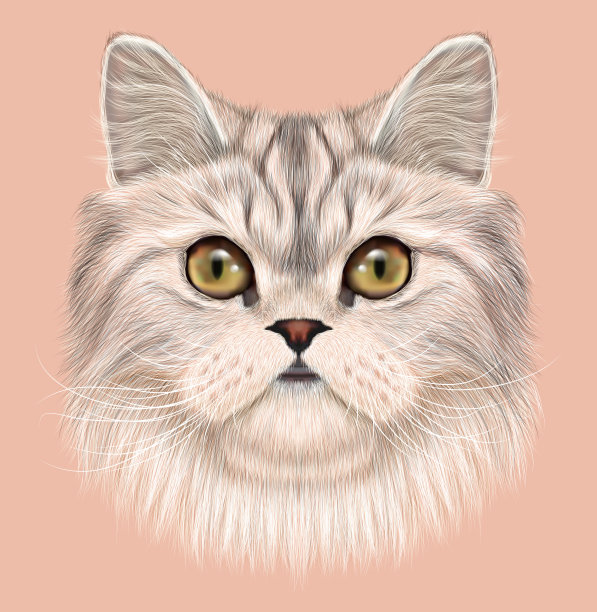 波斯猫的插图肖像图片下载