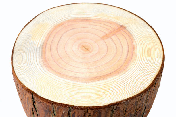 雪松的横截面图片下载