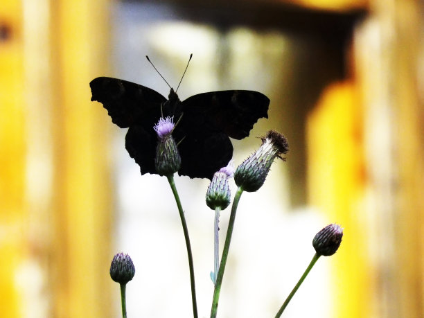 蝴蝶坐在花上的黑色剪影图片下载