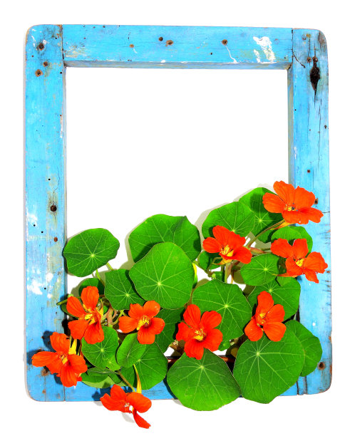 框架用鲜花图片下载