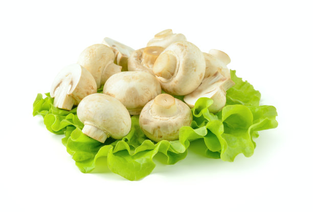 白色背景上的一束蘑菇图片下载