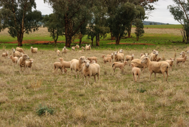 哺乳动物图片下载