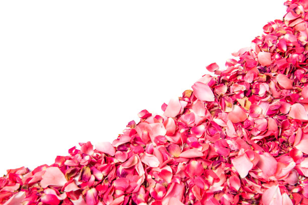 粉红色的玫瑰花瓣图片下载