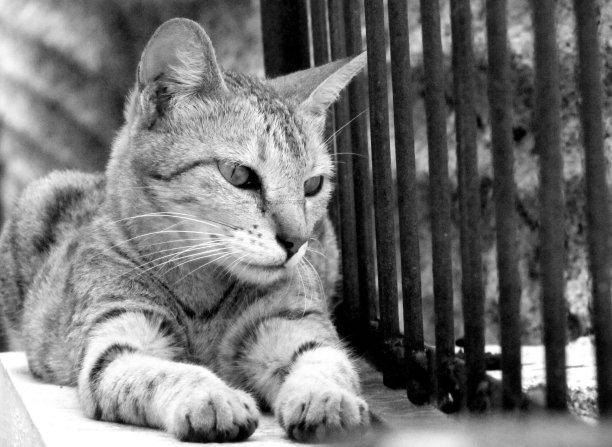 冷静的猫在看外面。图片下载