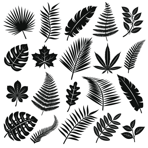 的叶子。向量图片下载