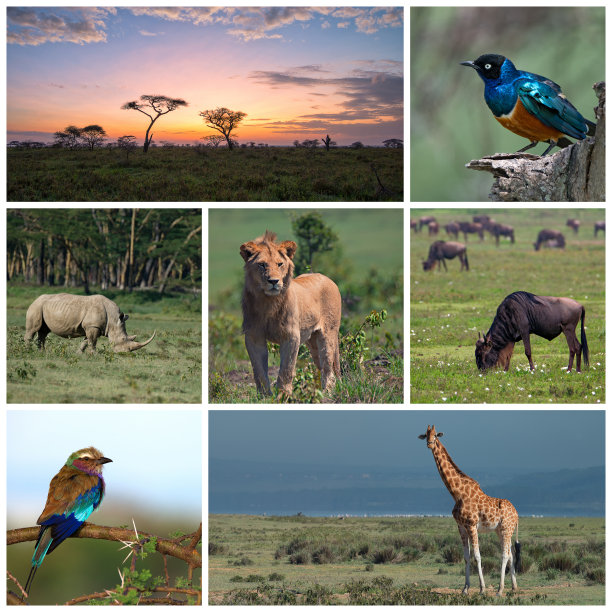 大草原旅行图片下载