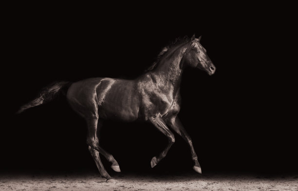 黑马在黑色背景上奔驰图片下载