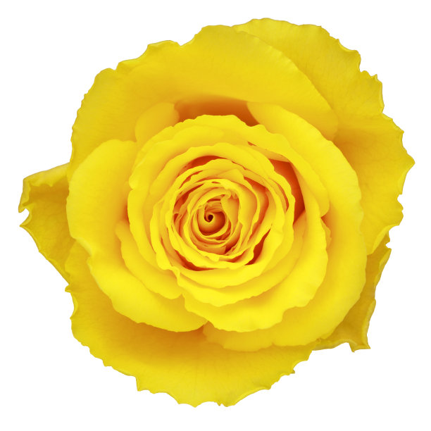 黄玫瑰图片下载