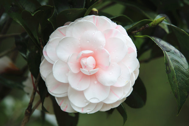 粉红色带有白色山茶花图片下载