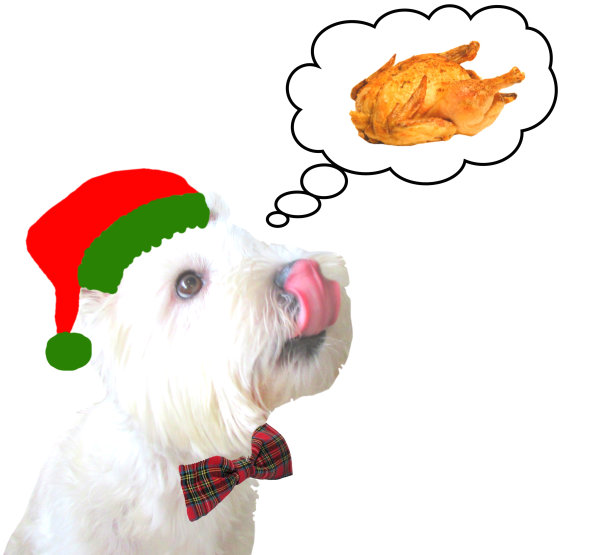 西高地白梗犬梦想中的圣诞火鸡图片下载