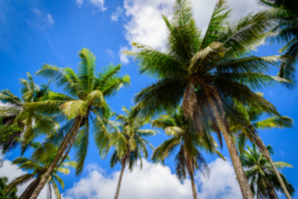 模糊的椰子树在蓝天的背景图片下载