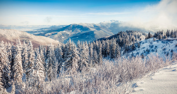 阳光明媚的早晨景色在山上的森林图片下载