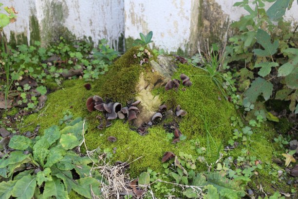 苔藓上的木耳图片下载