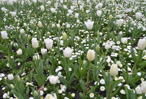 白色郁金香图片下载