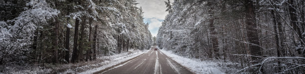 一辆红色小车开在松树路上。图片下载