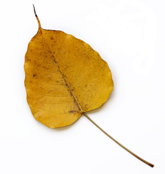 金黄的叶子图片下载
