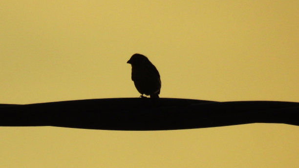 韦德西洛（塞里努斯·塞里努斯）图片下载