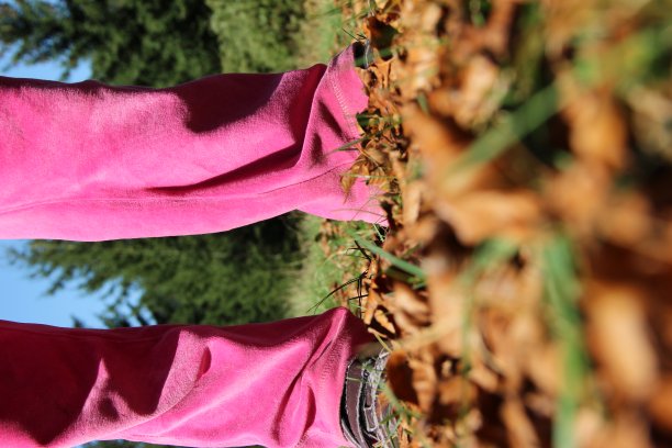 秋天的落叶图片下载