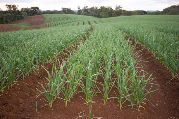 大蒜种植图片下载