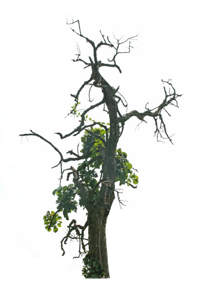 死亡与生命的概念图片下载