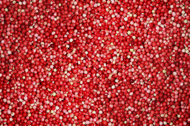 红色背景越桔图片下载