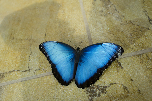 蓝色蝴蝶的特写图片下载