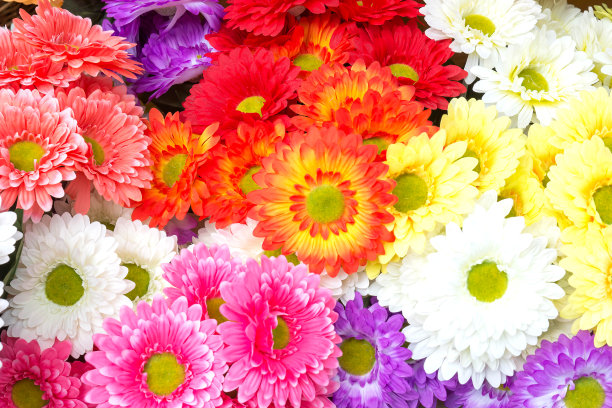 塑料花图片下载