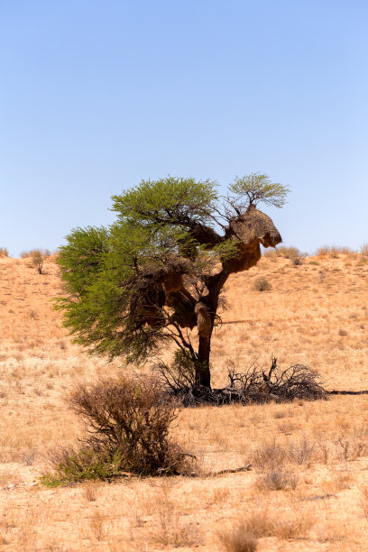 在卡拉加迪的非洲蒙面编织巢图片下载