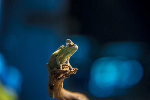 变色龙图片下载