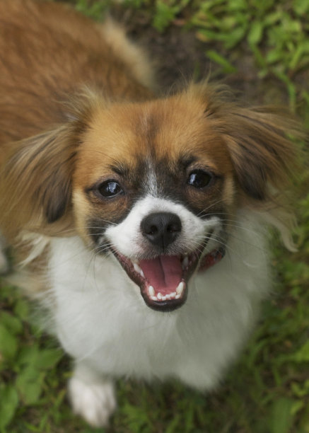 说奶酪图片下载