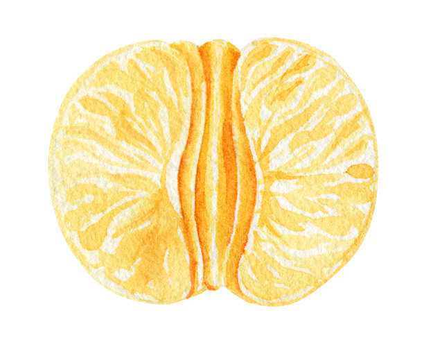 手绘水彩模型剪纸模板的橘子图片下载