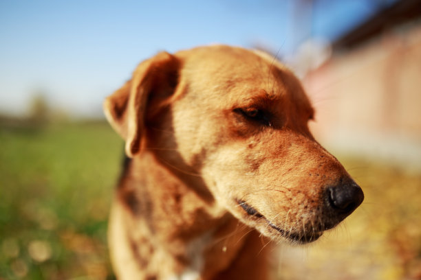 狗狗特写户外照片图片下载