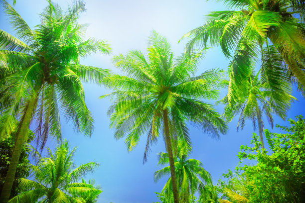 棕榈树图片下载