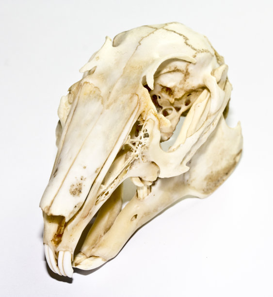 兔颅骨照片摄影图片