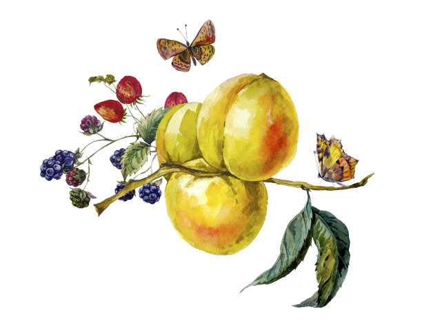 秋季水彩复古卡与水果和蝴蝶素材图片