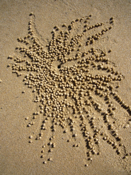 澳大利亚起泡蟹的家图片下载