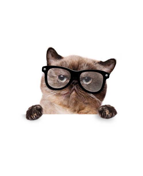 白色旗帜的猫。图片下载