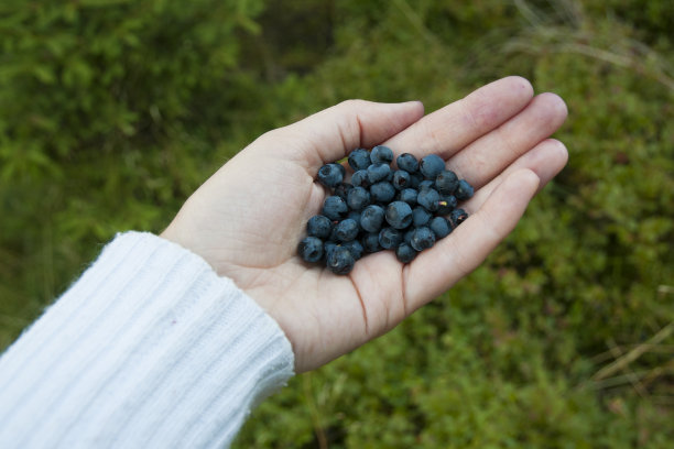 满手的蓝莓图片下载