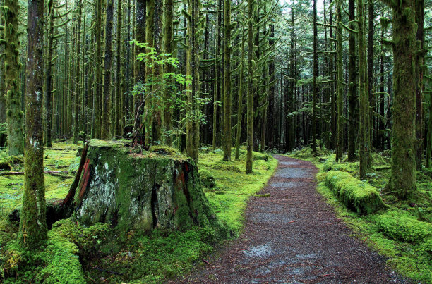 热带雨林图片下载