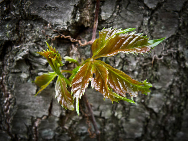 新春天的树叶图片下载