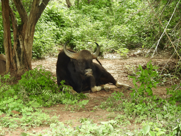 印度野牛,白肢野牛图片下载