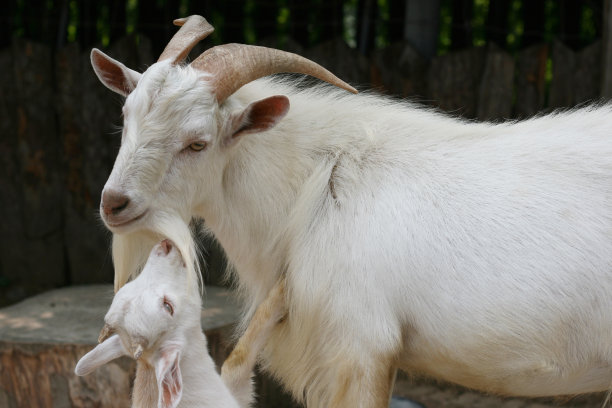 对母性的赞美图片下载