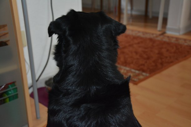 Kleiner拉布拉多玛雅图片下载