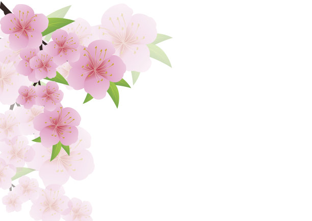 樱花，粉色樱花背景素材图片
