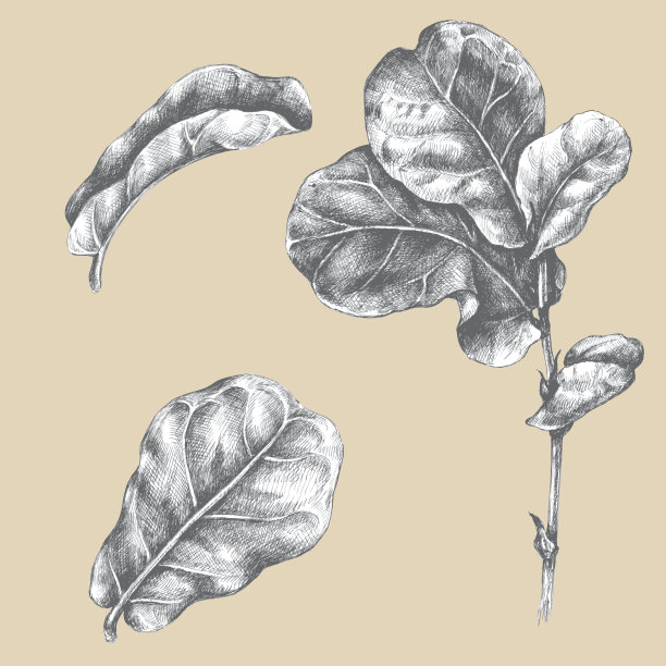 有叶的无花果树枝。图片下载