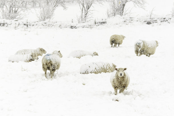 雪地里的羊图片下载