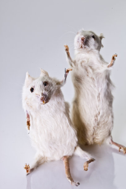 老鼠挥舞着图片下载