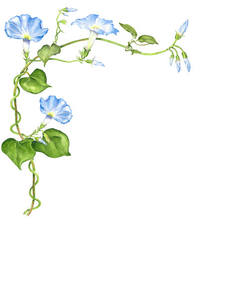 牵牛花在水彩，白色背景图片下载