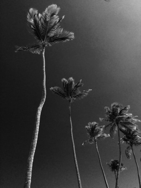 黑色的棕榈树图片下载